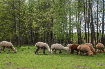Alpacas family with small baby pastures on green grass by the lake near forest at summertime