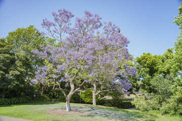 Beautiful Jacaranda Trees blossom