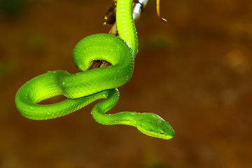 Obraz premium green snake in Thailand