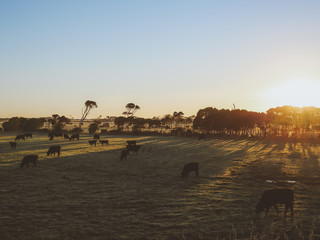 Cows grazing early morning on North West Tasmania