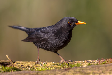 Obraz premium Common Blackbird looking down