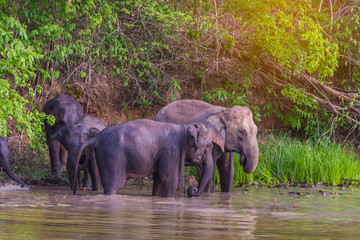 Elephants bathing in the river. National park.