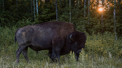 Wood Bison in the wild © souvenirpixels