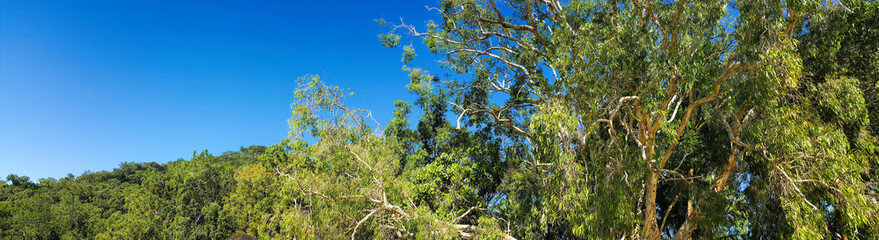 panorama of tree tops