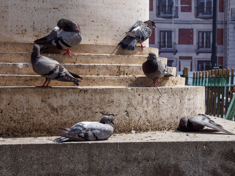 Close-up detail of multiple pigeons resting on the foot of a public monument. Puerta del Sol, Madrid, Spain. Travel and urban wildlife concept.