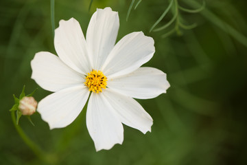 Close-up macro detail of a white  cosmos flowers (Cosmos bipinnatus) in an outdoors park, From a top down perspective on green background. Nature and spring concept