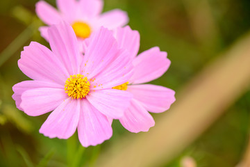 Fototapeta premium Close-up macro detail of multiple pink cosmos flowers (Cosmos bipinnatus) in an outdoors park, on a warm green background. Nature and spring concept.