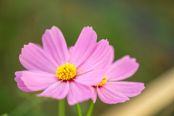 Obraz premium Close-up macro detail of multiple pink cosmos flowers (Cosmos bipinnatus) in an outdoors park, on a green background. Nature and spring concept.