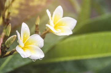 Plumeria,Leelavadee flowers bloom in the morning of the holiday. White Plumeria flower.