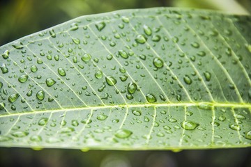 Plumeria's leaves are wet with rain water.