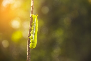 Caterpillar, Big green worm, Giant green worm.It's on a branch.