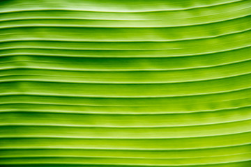 green banana leaf texture for background