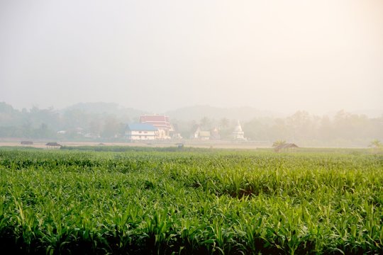 Pictures of the corn field of the villagers. And have the temple in the village.