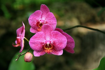 Purple pink orchid  / tropical flowers
