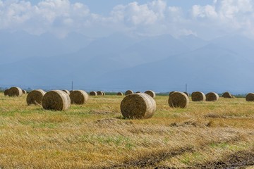 Round bales of straw on cut grain field. Round straw bales in harvested fields and blue sky with clouds. Round bales of hay left in the field after harvesting.