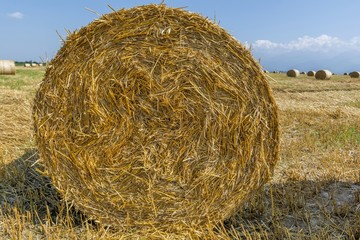 Round bales of straw on cut grain field. Round straw bales in harvested fields and blue sky with clouds. Round bales of hay left in the field after harvesting.