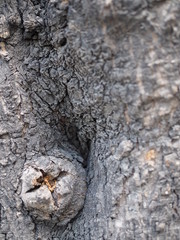 Small black grey dry round stem with X cross mark, on tree trunk bark hole background