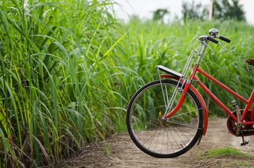Vintage bicycle  nature background