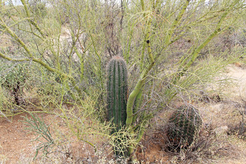 Fototapeta na wymiar A palo verde tree serves as a nurse plant for saguaro cactus growing in the Sonoran desert in Saguaro National Park, Tucson, Arizona, USA.