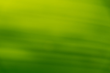 abstract blurred of green banana leaf texture for background