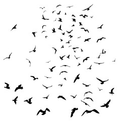 Seagulls black silhouette on isolated white background. Vector - 168828206