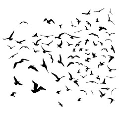 Seagulls black silhouette on isolated white background. Vector
