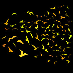 Seagulls gold silhouette on black background. Vector