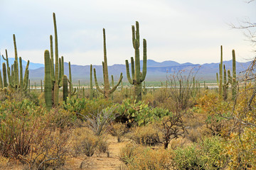 A variety of vegetation in the Sonoran Desert in Saguaro National Park, Tucson, Arizona, USA with mountains in the background and a white sky copy space.  