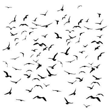 Seagulls black silhouette on isolated white background. Vector