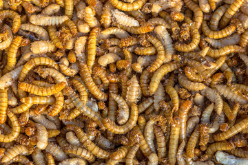 Mealworm larvae background