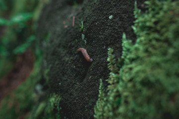 Green moss covered sandstone rock and snail on it, nature background texture