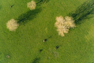 Bird's-eye view of a green field with trees