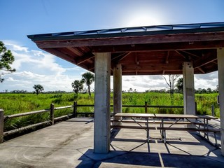 Pine Glades Natural Area in Florida Swamps