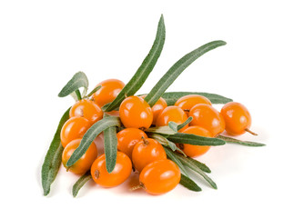 Sea buckthorn. Fresh ripe berry with leaves isolated on white background macro