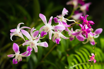 Fototapeta na wymiar Pink orchid in the garden.