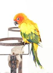 Colorful Yellow Parrot, Sun Conure (Aratinga solstitialis), Standing On The Branch