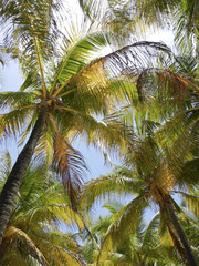 Obraz premium Unter Palmen