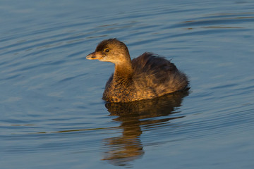 Pied-billed Grebe, seen in a North California marsh.
