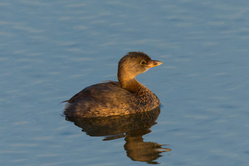 Pied-billed Grebe, seen in a North California marsh.