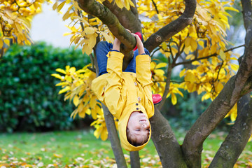 little kid boy in colorful clothes enjoying climbing on tree on
