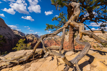 Beautiful summer scenery in Zion National park in autumn, on a bright day, with cumulus fluffy clouds
