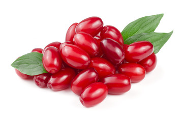 dogwood berry with leaf isolated on white background