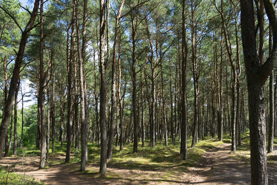 Lichtspiel im K&uuml;stenschutzwald an der polischen Ostseek&uuml;ste bei Wladyslawowo