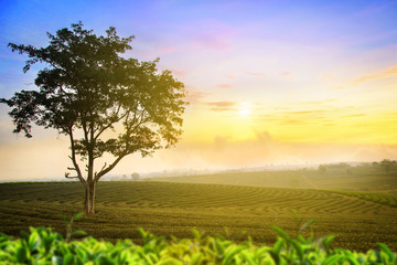 Green tea farm with blue sky background