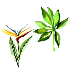 Tropical Hawaii leaves palm tree in a watercolor style isolated. Aquarelle wild flower for background, texture, wrapper pattern, frame or border.