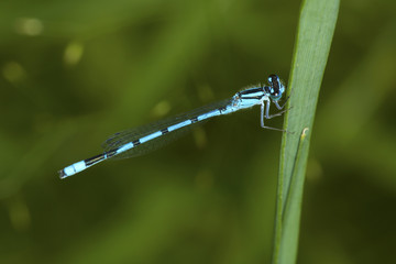 Bluet damselfly perched on a leaf in New Hampshire.