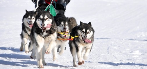 Hundeschlittenrennen
