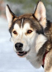 Husky