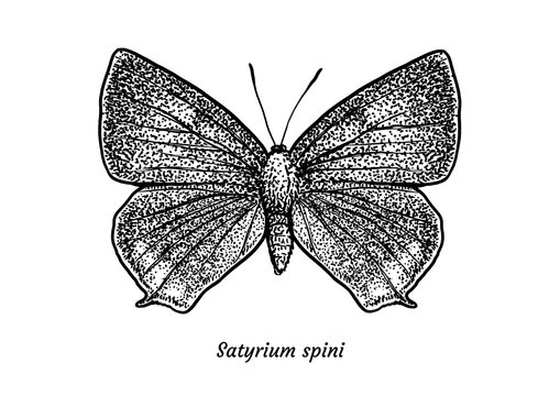 Blue Spot Hairstreak butterfly illustration, drawing, engraving, ink, line art, vector