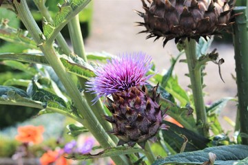 An Image of pink flowers